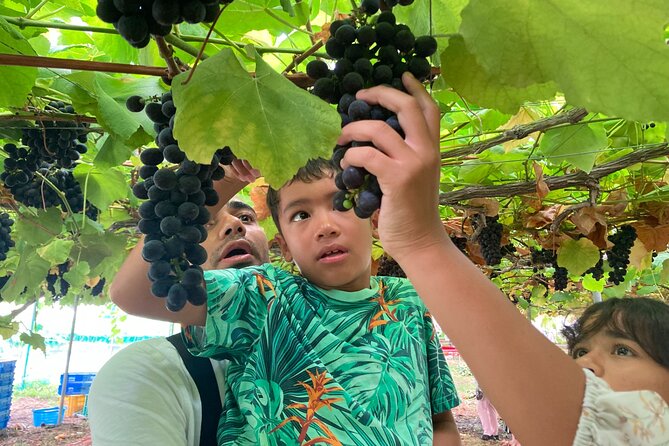 Mt. Fuji, Mt Fuji Panoramic Ropeway & Seasonal Fruits Picking - Miscellaneous