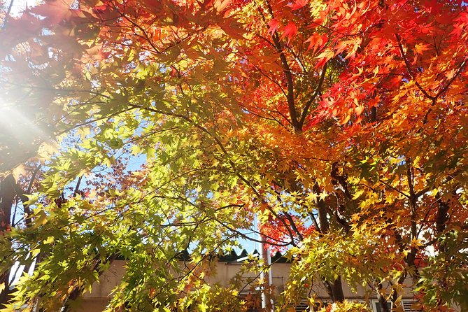 Private-group Morning Cycling Tour in Hida-Furukawa - Private Group Experience: Make Memories With Your Exclusive Tour Group