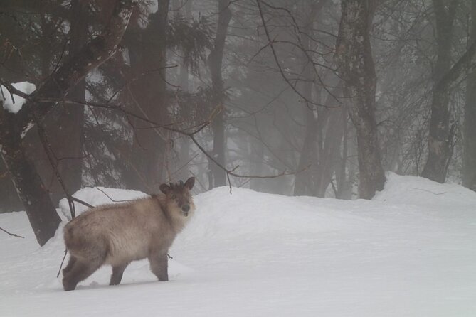 Private Snowshoeing Tour in Hida - Admission and Equipment Details