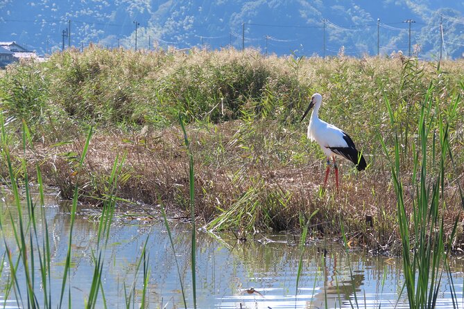 Kinosaki:Rental Electric Scooter-Natural Treasures Route-/120min - Additional Information