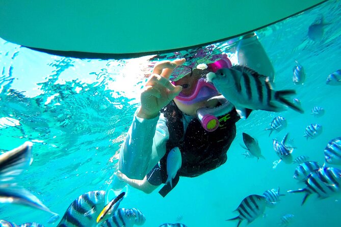 OK From 2 Years Old! / Sea Picnic & Snorkel - The Sum Up