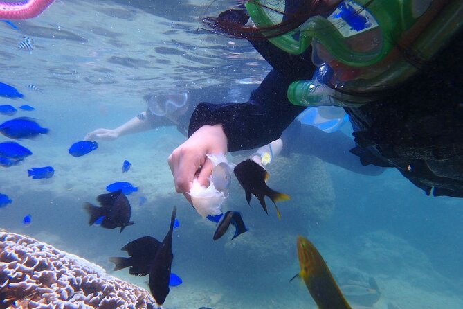 OK From 2 Years Old! / Sea Picnic & Snorkel - Reviews