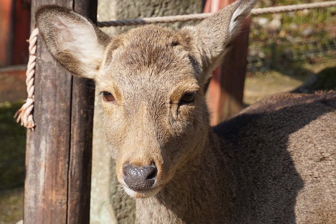 Nara Todaiji Lazy Bird Tour - Cancellations and Refunds