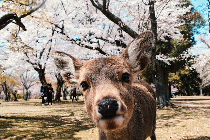 Eigo Tour - Walk in Nara City - Frequently Asked Questions
