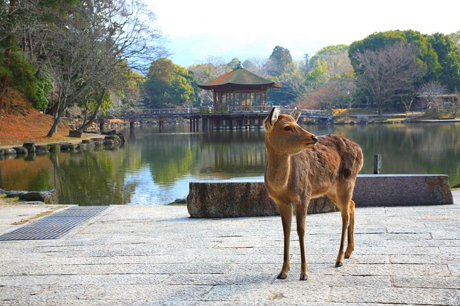 Private Journey in Nara's Historical Wonder - Transportation Options