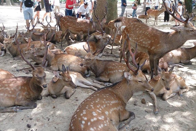 All Must Sees In Hours Nara Park Classic Tour Quick Takeaways