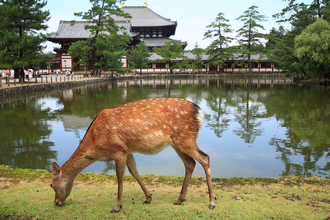 All Must-Sees in 3 Hours - Nara Park Classic Tour! - Top Temples and Shrines