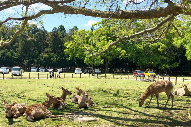 Nara Half Day Walking Tour With Todaiji And Deer - Meeting and Pickup Details