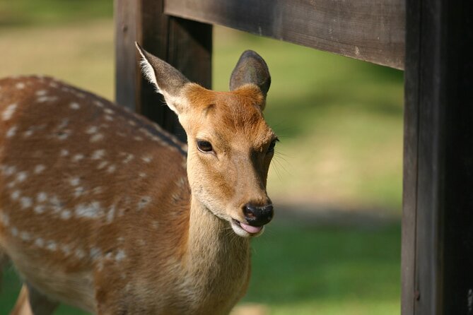 Nara Half Day Walking Tour With Todaiji And Deer - Tour Details