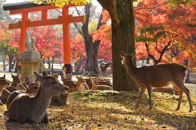 Nara Half Day Walking Tour With Todaiji And Deer - Start Time and Availability