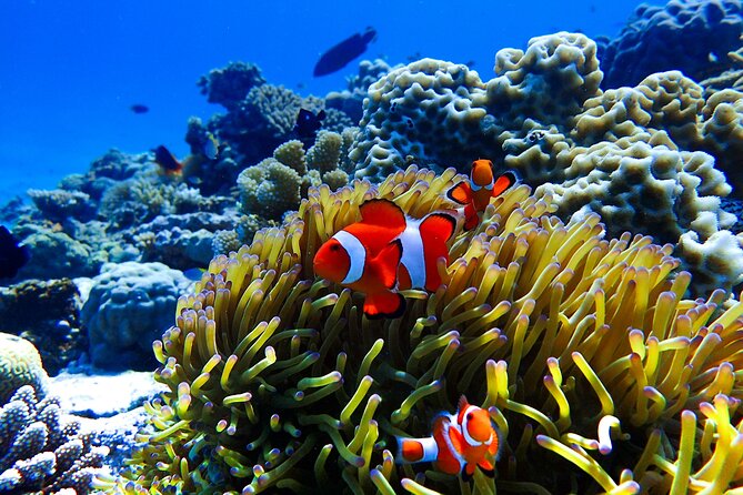 Okinawa: Scuba Diving Tour With Wagyu Lunch and English Guide - Pricing and Terms & Conditions