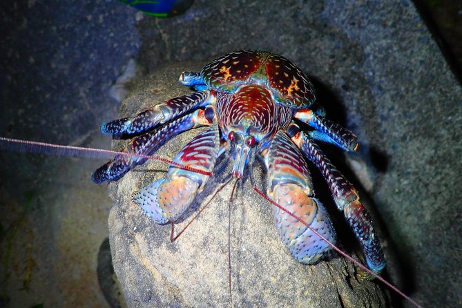 [Okinawa Iriomote] Night Adventure Tour - Immersing Yourself in the Enchanting Nighttime Atmosphere of Iriomote Island