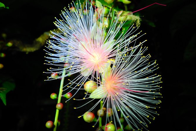 [Okinawa Iriomote] Sagaribana Watching Tour (Limited From June to August) - Cancellation and Refund Details