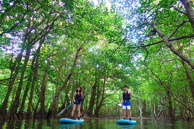 Iriomote SUP & Canoe Tour At Mangrove Forest In Okinawa - What to Expect