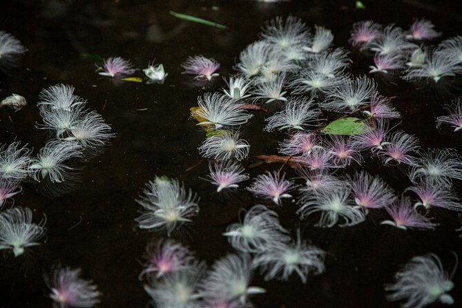 Sagaribana SUP / Canoe Tour Early in the Morning (Limited From June to August) - Cancellation Policy