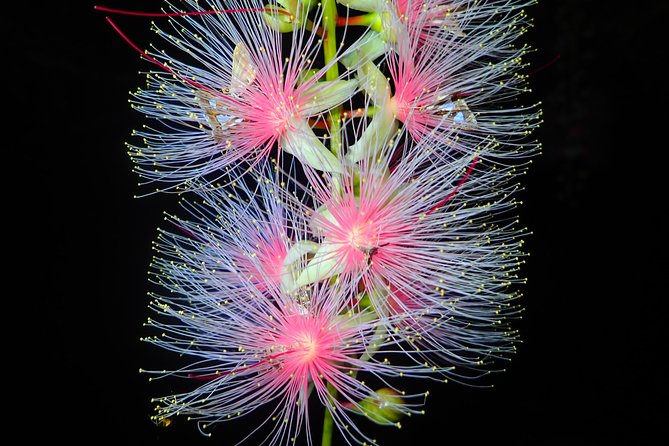 Sagaribana SUP / Canoe Tour Early in the Morning (Limited From June to August) - Frequently Asked Questions