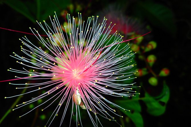Sagaribana SUP / Canoe Tour Early in the Morning (Limited From June to August) - Traveler Reviews
