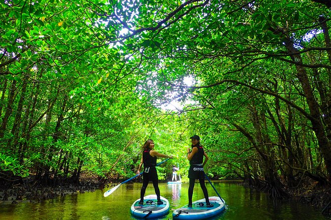 [Okinawa Iriomote] Sup/Canoe Tour at Mangrove & Limestone Cave Exploration - Frequently Asked Questions