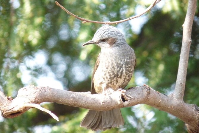 Privaate Morning Hike Around Nikko Toshogu Shrine - Frequently Asked Questions
