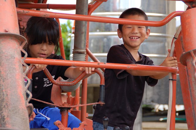 Sugarcane Cutting Experience With Okinawas Grandfather - Guidance on Sugarcane Harvesting by Gakiya