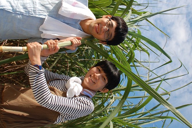 Sugarcane Cutting Experience With Okinawas Grandfather - Expectations and Accessibility