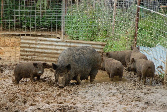 Sugarcane Cutting Experience With Okinawas Grandfather - Opportunity to Interact With Farm Animals