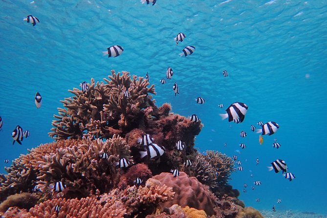 [Miyako] Great View Beach Sup/Canoe & Sea Turtle Snorkeling! - Snorkeling With Sea Turtles