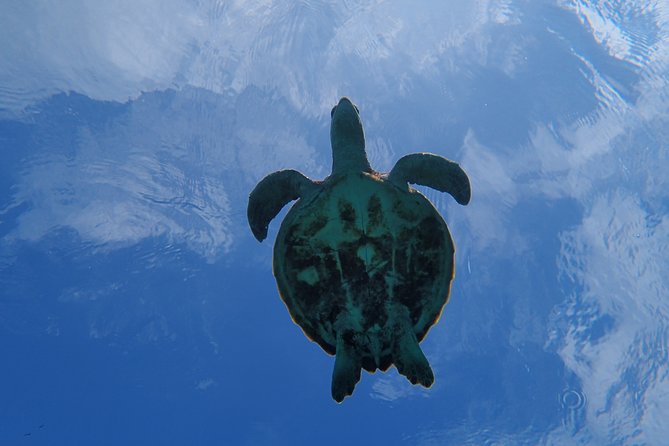 Miyakojima Snorkeling in the Sea With Turtles - Frequently Asked Questions