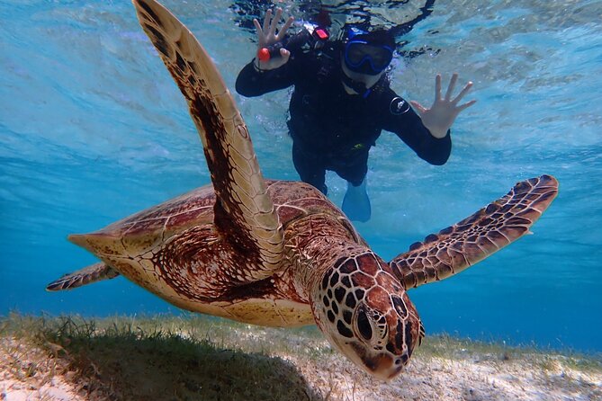 Miyakojima Snorkeling in the Sea With Turtles - Unforgettable Encounters With Marine Wildlife