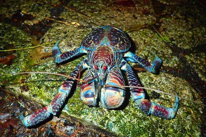 [Okinawa Miyako] Natural Planetarium! Starry Sky & Subtropical Jungle Night Tour - Awe-inspiring Night Tour: Starry Skies & Subtropical Jungle