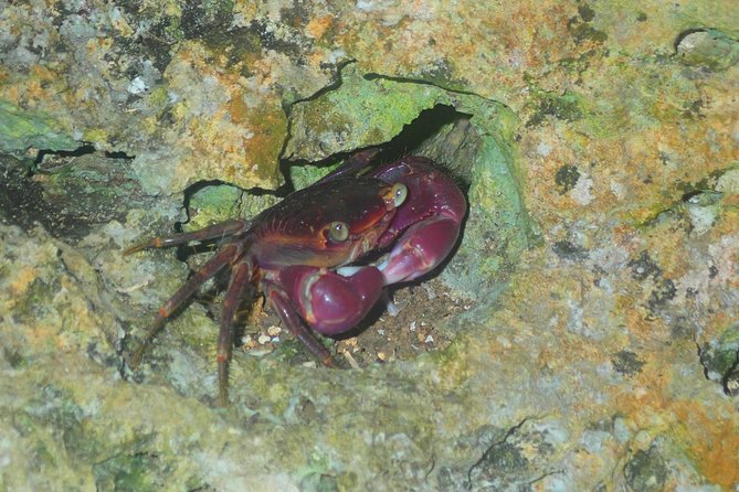 [Okinawa Miyako] Natural Planetarium! Starry Sky & Subtropical Jungle Night Tour - The Sum Up