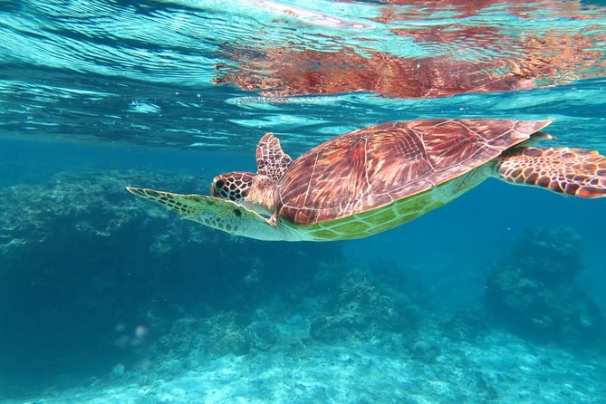 [Miyakojima Snorkel] Private Tour From 2 People Lets Look for Sea Turtles! Snorkel Tour That Can Be - Private Snorkeling Experience With Sea Turtle Search