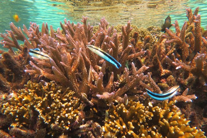 [Miyakojima Snorkel] Private Tour From 2 People Enjoy From 3 Years Old! Enjoy Nemo, Coral and Miyako - Contact Information for Assistance