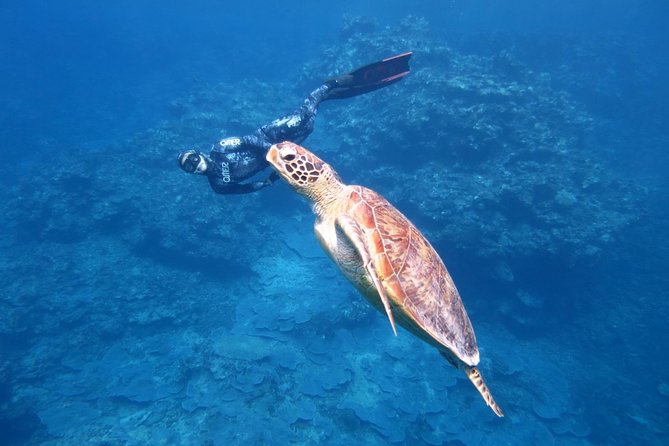 [Miyakojima, Diving Experience] You Can Fully Charter the Experience for More Than 2 People. You May Encounter Sea Turtles and Sharks During the Dive. Please Note That Sightings Are Not Guaranteed. - Accessibility and Medical Considerations