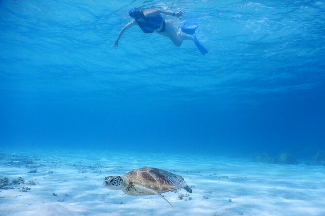 Sea Turtle Snorkel at Kerama Islands and Zamami Island - Snorkeling at Kerama Islands