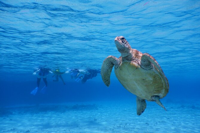 Sea Turtle Snorkel at Kerama Islands and Zamami Island - Guided Snorkeling Tour