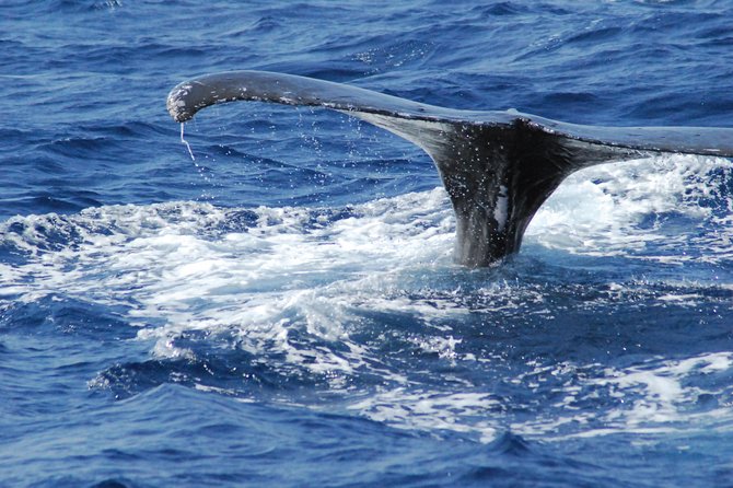 Great Whale Watching at Kerama Islands and Zamami Island - Tips for an Unforgettable Experience