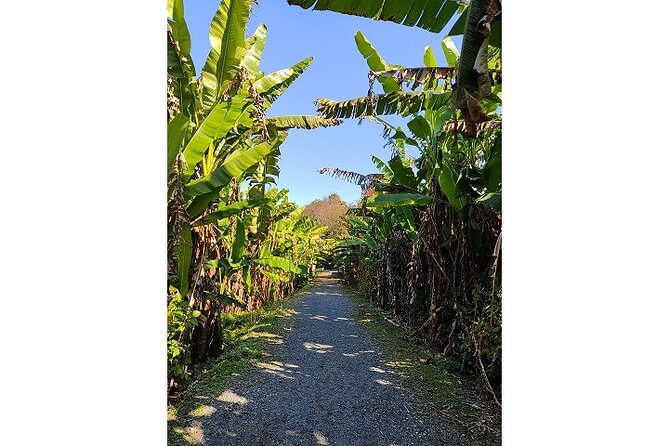 Kumamoto Lake, Kumamoto City Tour by Bicycle - The Sum Up
