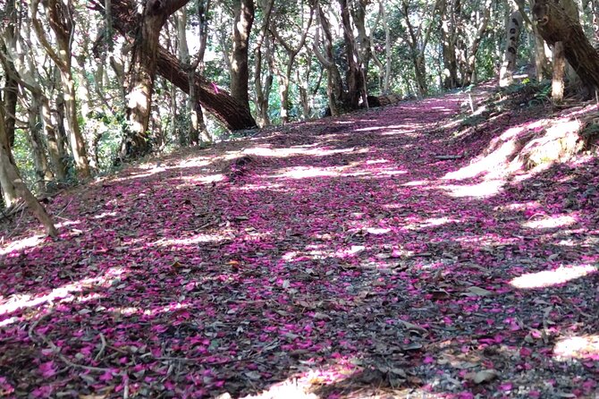 Nature Observation, Tumulus, Arts, Kobo Trails Tour of Sakushima - Explore the Natural Beauty of Sakushima