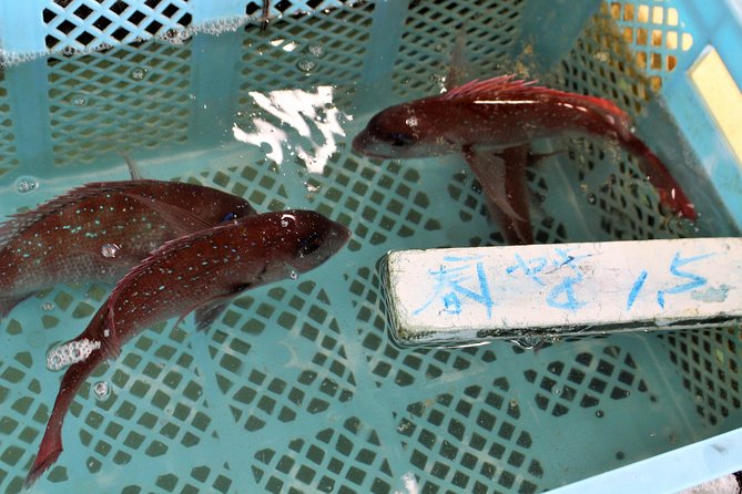 Explore Fishermen Island in Japan(Ise-Shima) - Tips for Visiting Fishermen Island