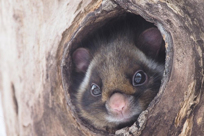 Flying Squirrel Watching Tour - The Fascinating World of Flying Squirrels