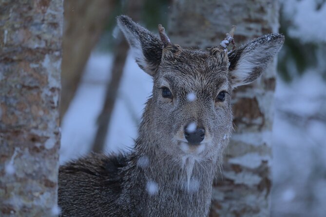Night Hike in Shiretoko National Park With Snowshoe - Rental Items