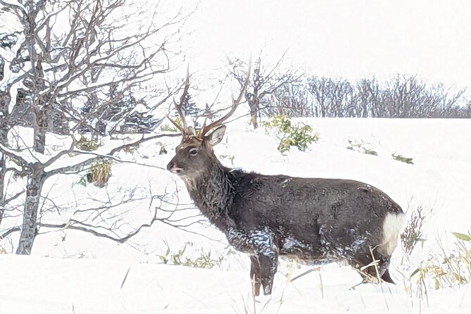 3 Hours Shiretoko Five Lakes Snowshoe Tour - Tour Requirements