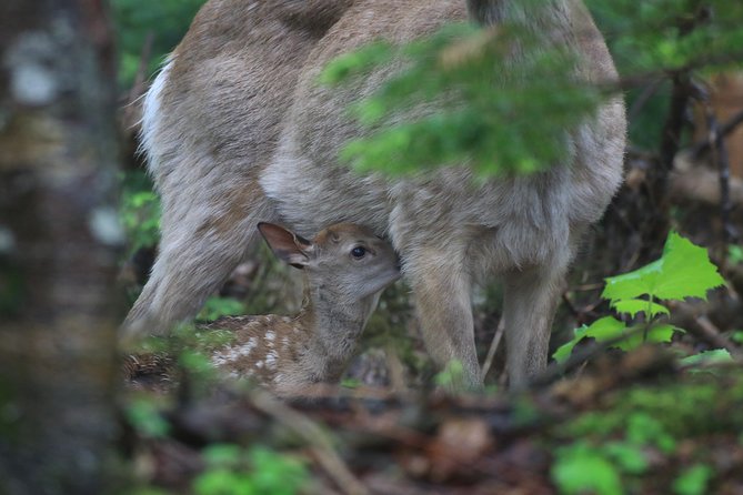 Furepe Waterfall Nature Walk - What to Expect on the Furepe Waterfall Nature Walk