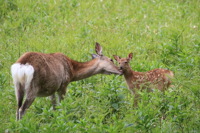 Furepe Waterfall Nature Walk - Inclusions and Rental Items