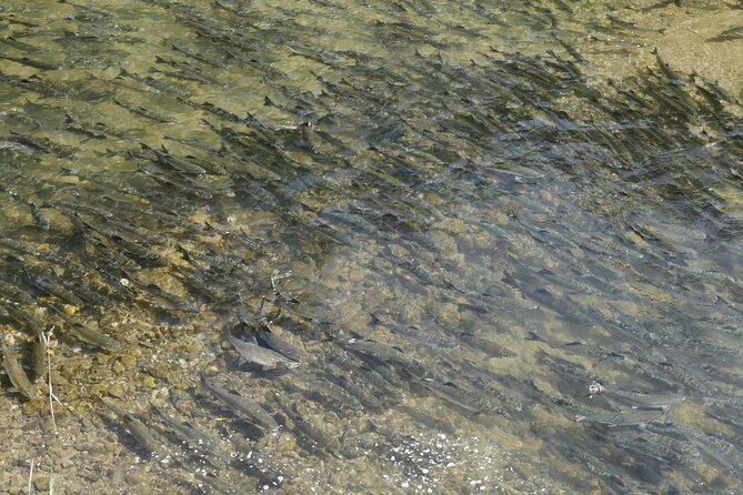 Salmon Watching Experience - Fees and Taxes