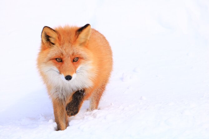 Frepe Falls Is Full of Shiretoko's Charms. - Overview and Requirements