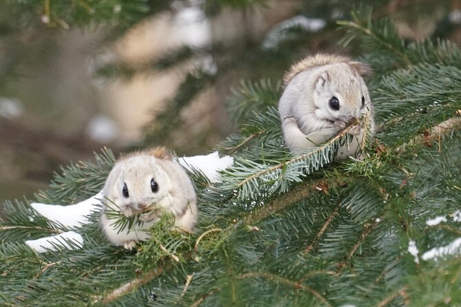 Frepe Falls Is Full of Shiretoko's Charms. - Snowshoeing Tour in Frepe Falls