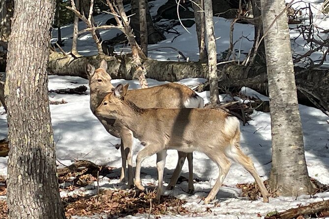 Private Snow Shoe Tour in Shiretoko National Park - Pickup and Drop-off
