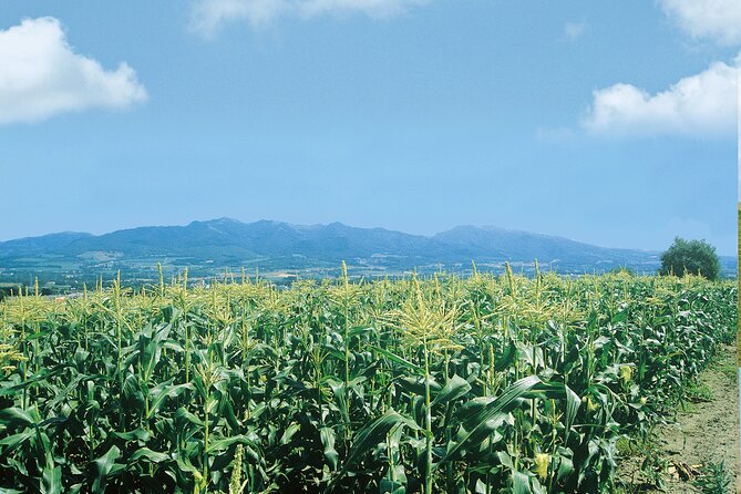 Harvest Produce in Nanporo, Enjoy Starry-NightBBQ in Shinshinotsu - The Sum Up